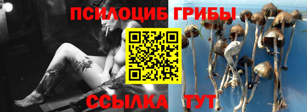 Псилоцибиновые грибы GOLDEN TEACHER  Галлюциногенные грибы Psilocybe  Апатиты 